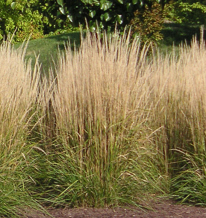 Karl Foersters Feather Reed Grass Natorps Online Plant Store